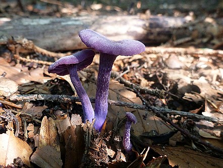 Violette Lacktrichterlinge (Laccaria amethystina).JPG