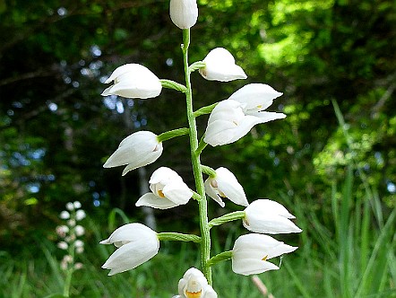 Waldvoeglein-Orchidee (Cephalanthera).JPG