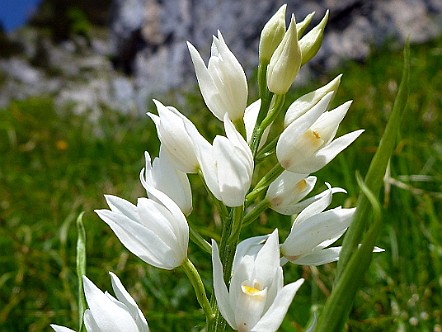 Waldvoeglein-Orchidee im Alpstein.JPG