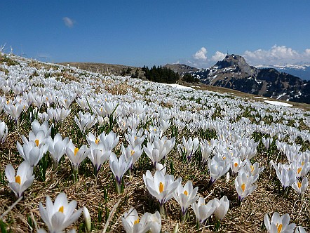 Weiss bluehende Blumenpracht im Alpstein.JPG