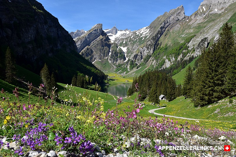 Bergblumen am Weg zum Seealpsee im Alpstein