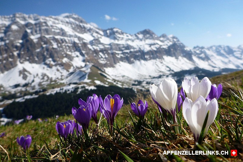 Blü­hen­de Kro­kus­se auf dem Kron­berg im Alpstein