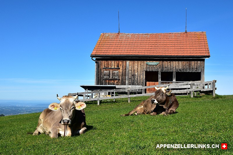 Dösende Kühe auf dem Kaien im Appenzellerland