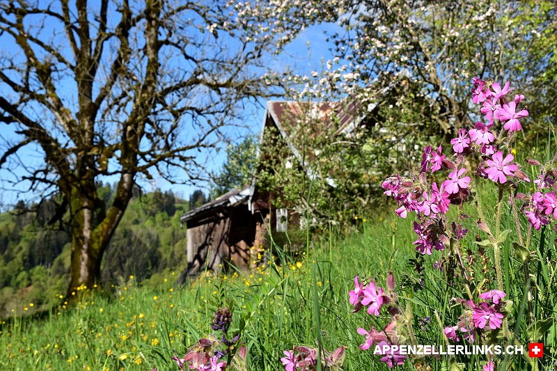 Früh­lings­stim­mung in Trogen im Appen­zeller Mittel­land
