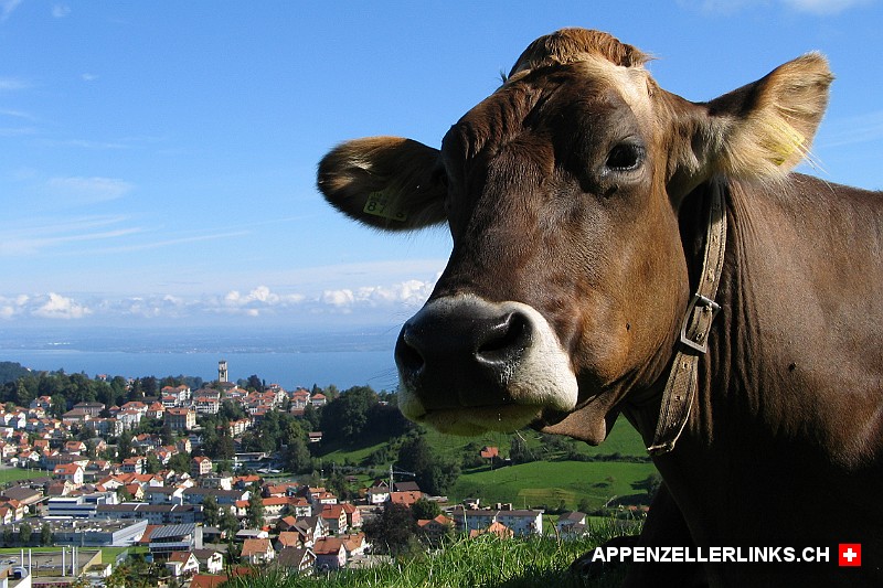 Kuh im Sommer im Appenzellerland