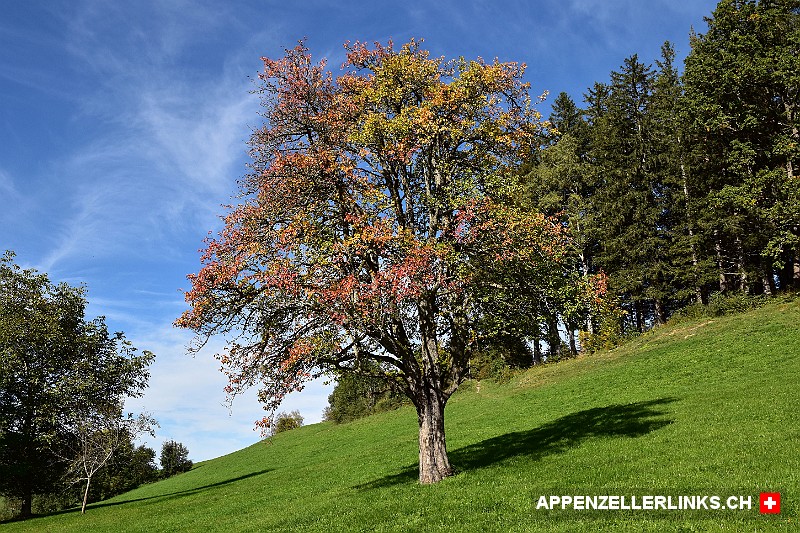 Herbstlich verfaerbter Obstbaum im Appenzellerland