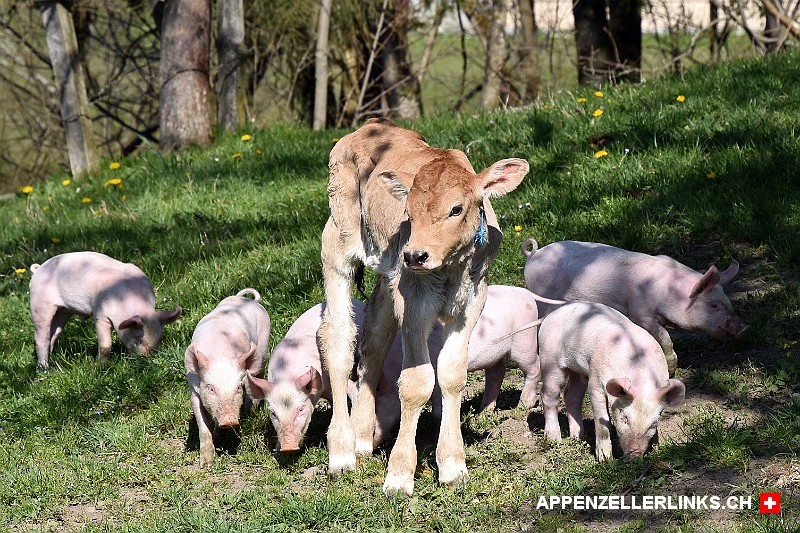 Junge Schweine mit Kalb auf der Weide im Appenzellerland