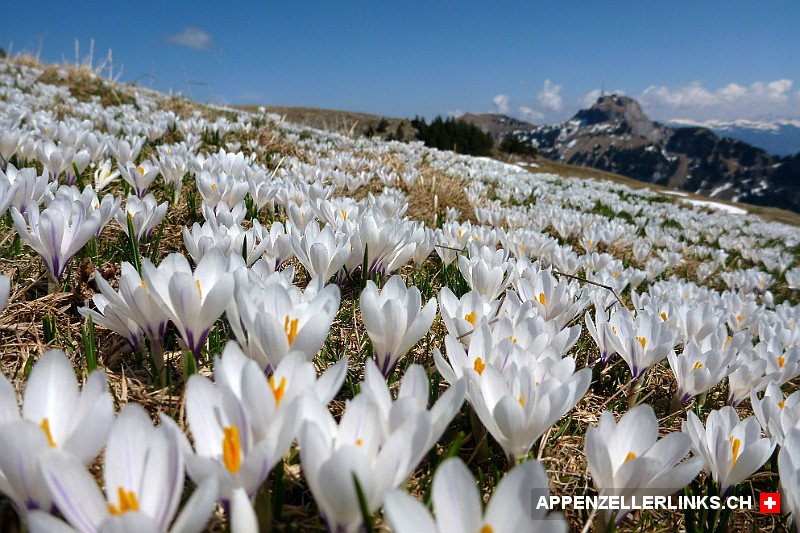 Weisses Blumenmeer auf der Alp Sigel im Alpstein