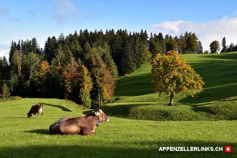 Kuehe auf einer herbstlichen Weide im Appenzellerland