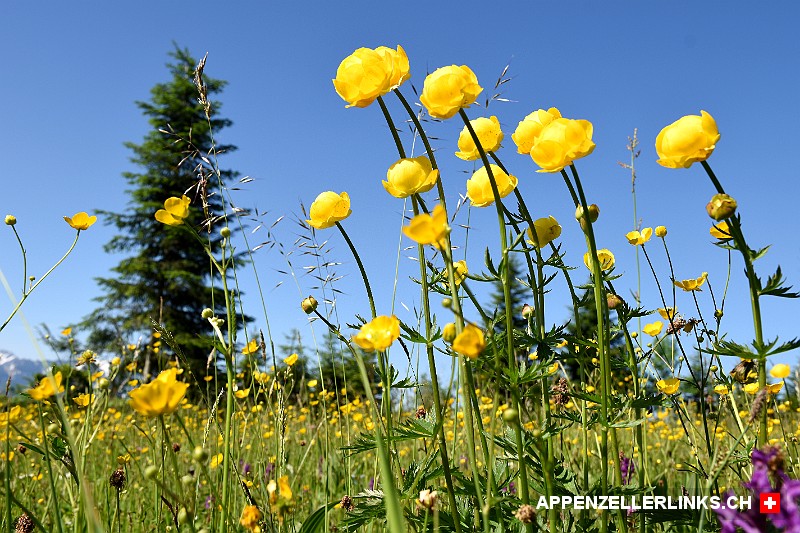 Naturwiese mit Trollblumen im Appenzellerland