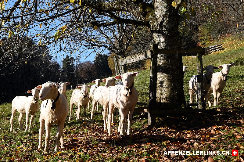 Schafe auf einer herbstlichen Weide im Appenzeller Vorderland