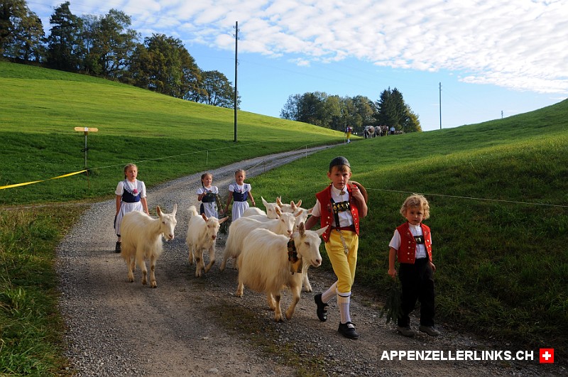 Traditionelle Viehschauen im Appenzellerland