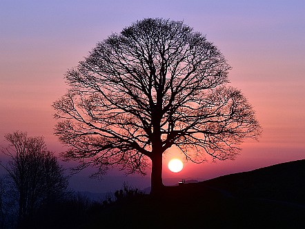 Baum im Abendlicht bei Rehetobel.JPG