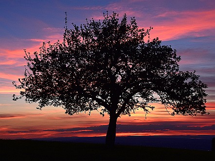 Baum in der Abend&shy;dÃ¤m&shy;me&shy;rung   Bilder- & Fotogalerie Appenzellerland Impressionen : Kalender-Fotos aus dem Ap&shy;pen&shy;zel&shy;ler&shy;land - Das Ap&shy;pen&shy;zel&shy;ler&shy;land und der Alp&shy;stein ha&shy;ben das ganze Jahr hin&shy;durch ihre Rei&shy;ze. Ei&shy;ni&shy;ge Ap&shy;pen&shy;zel&shy;ler Im&shy;pres&shy;si&shy;on&shy;en und Stim&shy;mun&shy;gen aus den ver&shy;schie&shy;den&shy;en Jah&shy;res&shy;zei&shy;ten sind hier in ka&shy;len&shy;da&shy;risch&shy;er Rei&shy;hen&shy;fol&shy;ge fest&shy;ge&shy;hal&shy;ten. Bild&shy;titel: Baum in der Abend&shy;dÃ¤m&shy;me&shy;rung.  Bil&shy;der & Fo&shy;tos aus Ap&shy;pen&shy;zell, Alp&shy;stein und Ap&shy;pen&shy;zel&shy;ler&shy;land . Copy&shy;right:  Â©&nbspFREDY ZIRN ðŸ‡¨ðŸ‡­ APPEN&shy;ZELLER&shy;LINKS.CH : Alpstein, Appenzell, Appenzellerland, Bilder, Brauchtum, Fotos, Impressionen, Kalender-Fotos, Kultur, Landschaft, Tradition