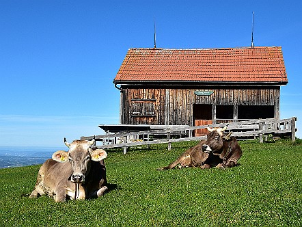 Doesende Kuehe auf dem Kaien im Appenzellerland.JPG