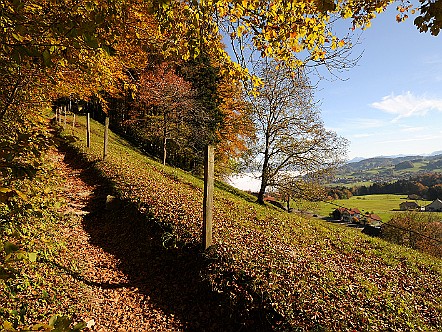 Gold&shy;ener Herbst im Appen&shy;zeller Vorder&shy;land   Bilder- & Fotogalerie Appenzellerland | Kalenderbilder : Kalender-Fotos aus dem Ap&shy;pen&shy;zel&shy;ler&shy;land. Egal ob FrÃ¼h&shy;ling, Som&shy;mer, Herbst oder Win&shy;ter - Das Ap&shy;pen&shy;zel&shy;ler&shy;land und der Alp&shy;stein ha&shy;ben das ganze Jahr hin&shy;durch ihre Rei&shy;ze. Ei&shy;ni&shy;ge Ap&shy;pen&shy;zel&shy;ler Im&shy;pres&shy;si&shy;on&shy;en und Stim&shy;mun&shy;gen aus den ver&shy;schie&shy;den&shy;en Jah&shy;res&shy;zei&shy;ten sind hier in ka&shy;len&shy;da&shy;risch&shy;er Rei&shy;hen&shy;fol&shy;ge fest&shy;ge&shy;hal&shy;ten. Bild&shy;titel: Gold&shy;ener Herbst im Appen&shy;zeller Vorder&shy;land.  Bil&shy;der & Fo&shy;tos aus Ap&shy;pen&shy;zell, Alp&shy;stein und Ap&shy;pen&shy;zel&shy;ler&shy;land . Copy&shy;right:  Â©&nbspFREDY ZIRN ðŸ‡¨ðŸ‡­ APPEN&shy;ZELLER&shy;LINKS.CH : Alpstein, Appenzell, Appenzellerland, Bilder, Brauchtum, Fotos, Impressionen, Kalender-Fotos, Kultur, Landschaft, Tradition