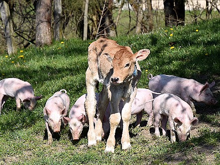 Junge Schweine mit Kalb auf der Weide im Appenzellerland.JPG
