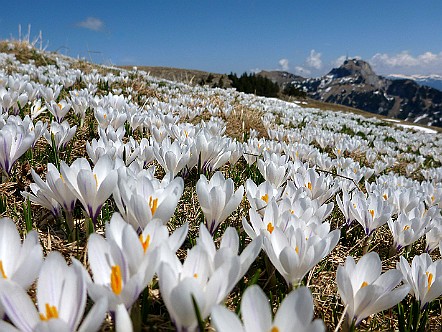 Kalenderbild-Blumenmeer auf der Alp Sigel im Alpstein.JPG
