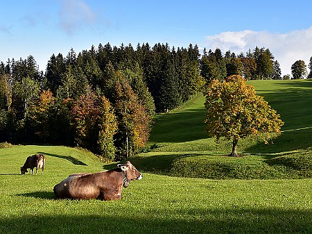 Kuehe auf einer herbstlichen Weide im Appenzellerland.JPG