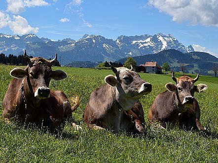 Kuehe im Appenzellerland.jpg