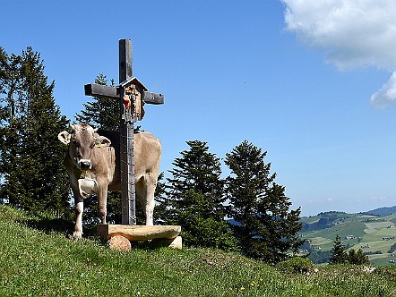 Kuh auf einer Alpweide in Appenzell Innerrhoden.JPG