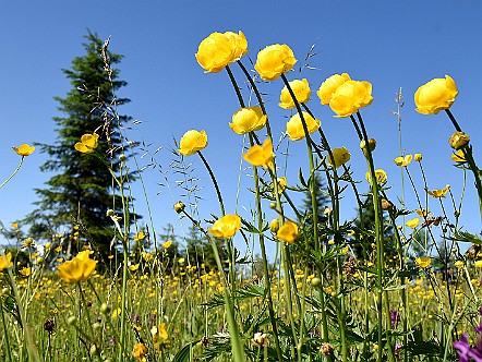 Naturwiese mit Trollblumen im Appenzellerland.JPG