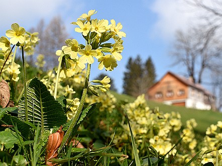 Schluesselblumen beim Oberkaien in Rehetobel AR.jpg