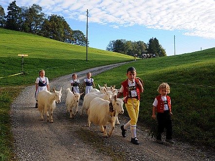 Traditionelle Viehschauen im Appenzellerland.JPG