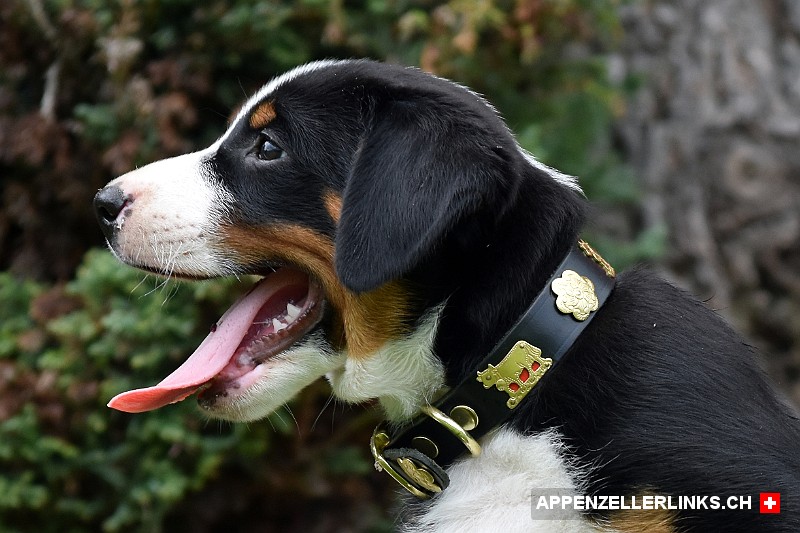Appenzeller Sennenhund Welpe im Profil
