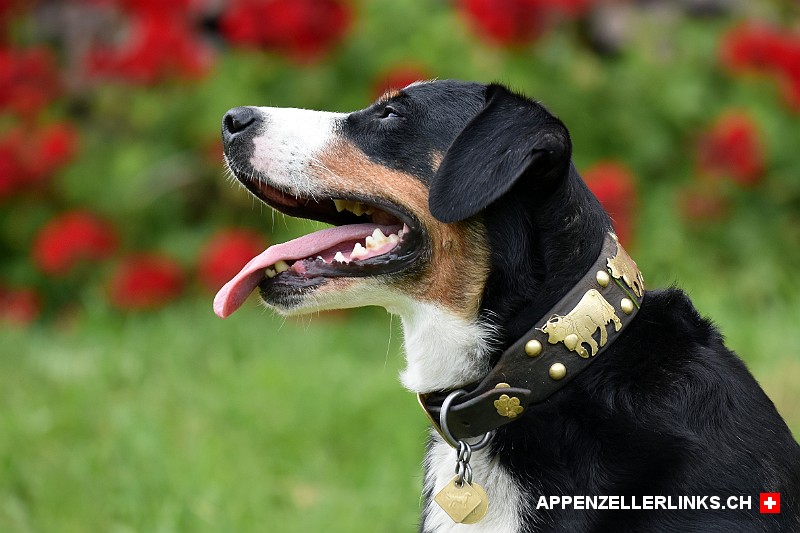 Appenzeller Sennenhund im Portrait