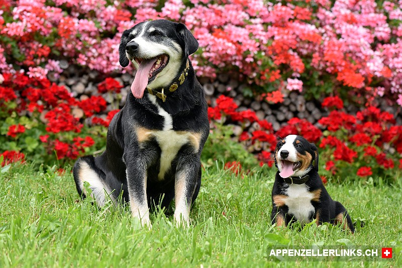 Appenzeller Sennenhunde Grossmutter mit Enkel