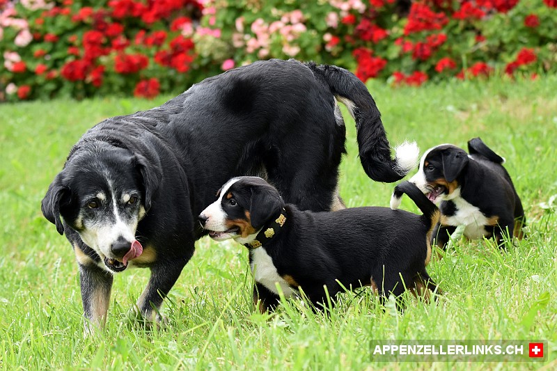 Appenzeller Sennenhunde Grossmutter mit Enkeln