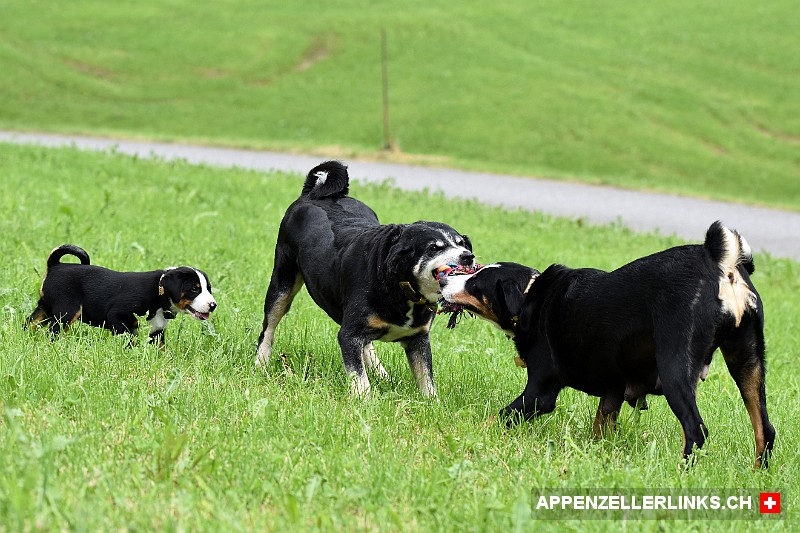 Appenzeller Sennenhunde beim spielerischen Kraeftemessen