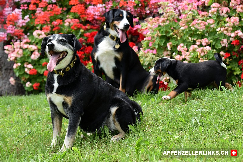Drei Generationen Appenzeller Sennenhunde