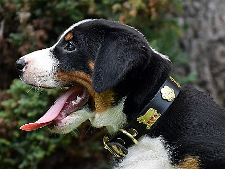 Appenzeller Sennenhund Welpe im Profil.JPG