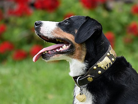 Appenzeller Sennenhund im Portrait.JPG
