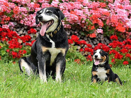 Appenzeller Sennenhunde Grossmutter mit Enkel.JPG