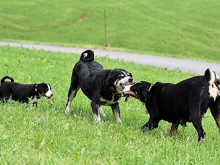 Appenzeller Sennenhunde beim spielerischen Kraeftemessen.JPG