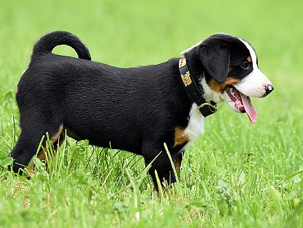 Aufmerksamer Appenzeller Sennenhund Welpe.JPG