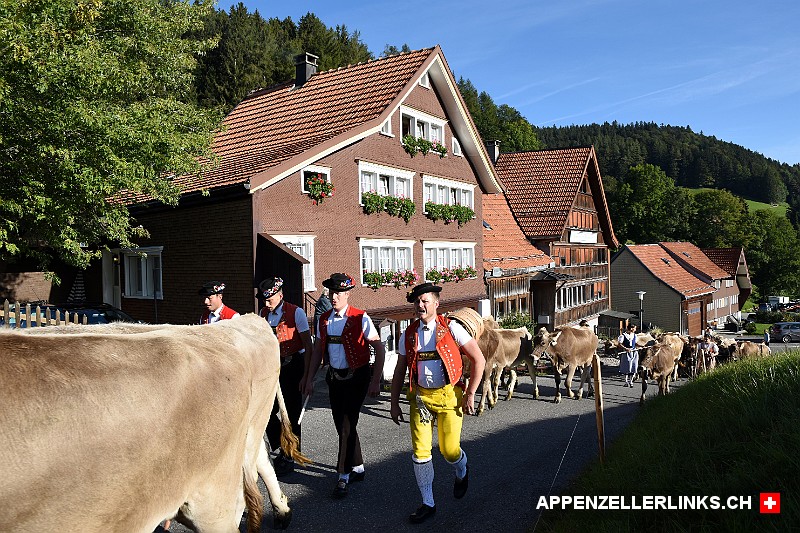 Appenzeller Sennen unterwegs zur Viehschau
