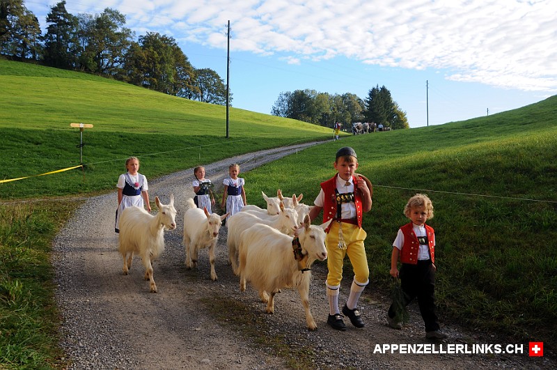 Kinder mit Geissen unterwegs zur Viehschau
