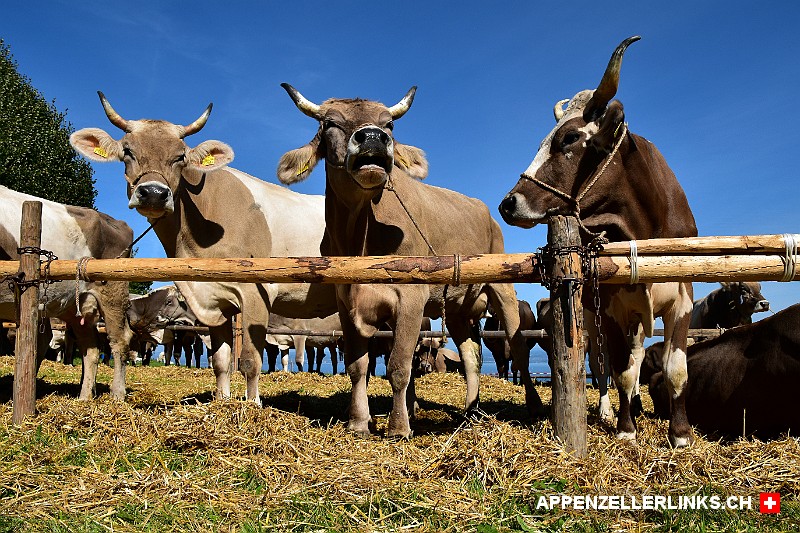 Kuehe mit Hoernern an einer Viehschau im Appenzellerland