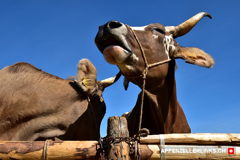 Kuh an einer Viehschau im Appenzellerland