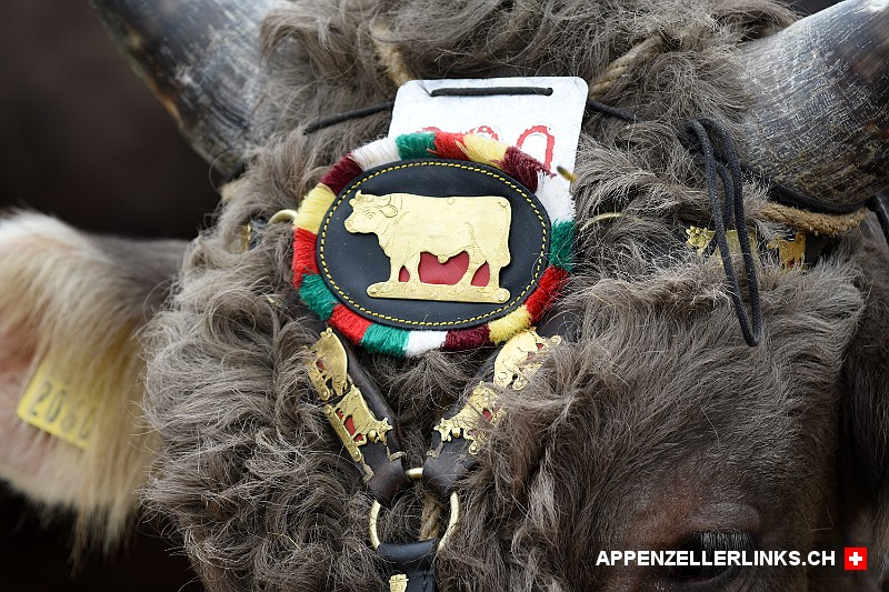 Lockiger Stierkopf mit schoenem Appenzeller Stierenband