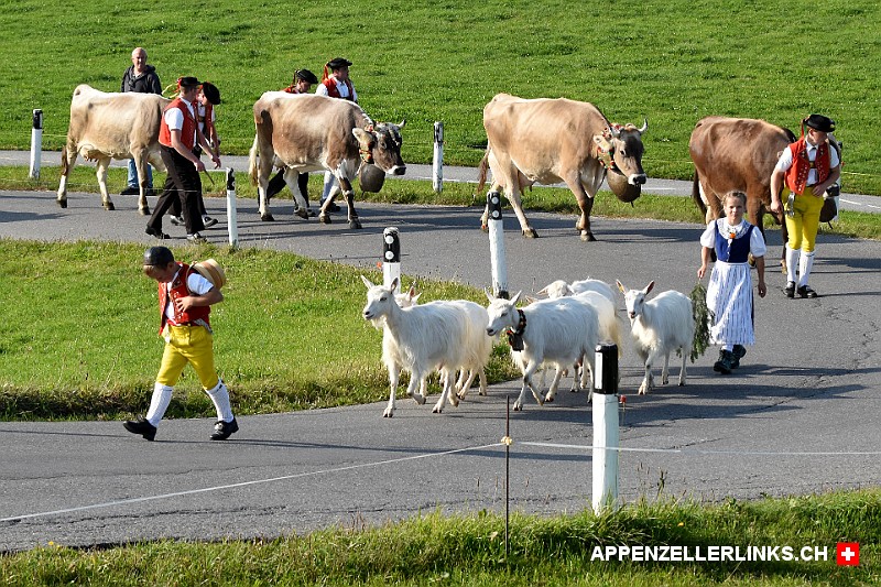 Viehschauen im Appenzellerland