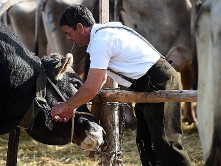 Bauer beim Hantieren mit seinem Stier an der Viehschau.JPG