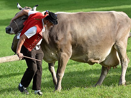 Eigensinnige Kuh beim Aufbruch von der Viehschau.JPG