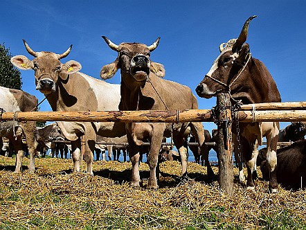 Kuehe mit Hoernern an einer Viehschau im Appenzellerland.JPG