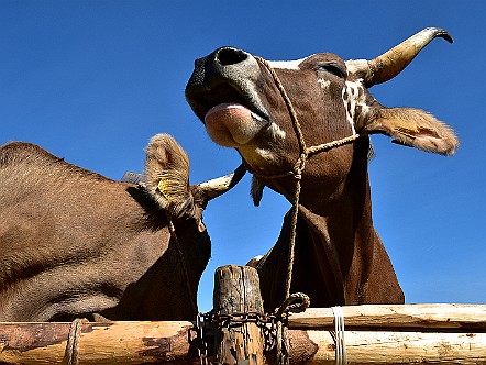 Kuh an einer Viehschau im Appenzellerland.JPG