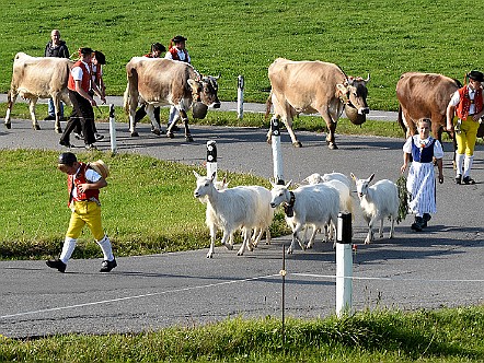 Viehschauen im Appenzellerland.JPG